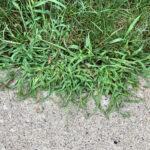 Crabgrass