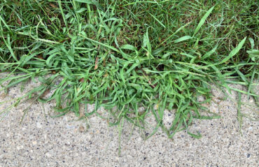 Crabgrass