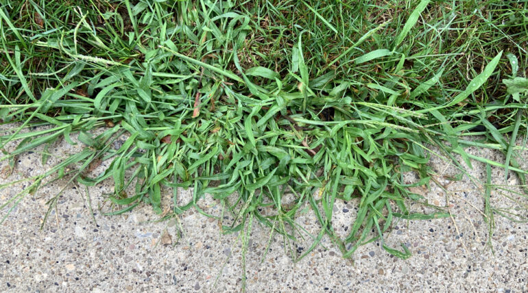 Crabgrass