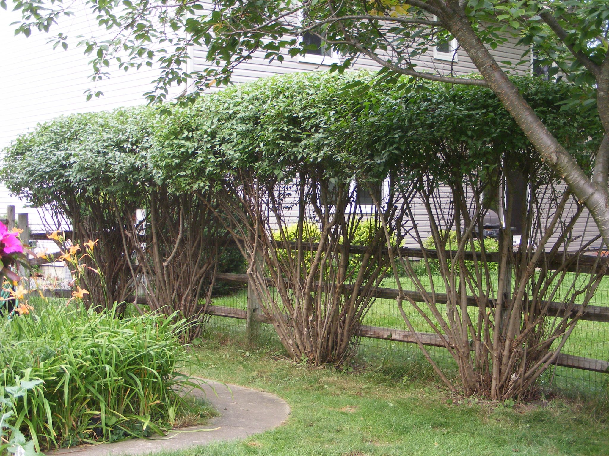 Neat bushes in Toledo Ohio