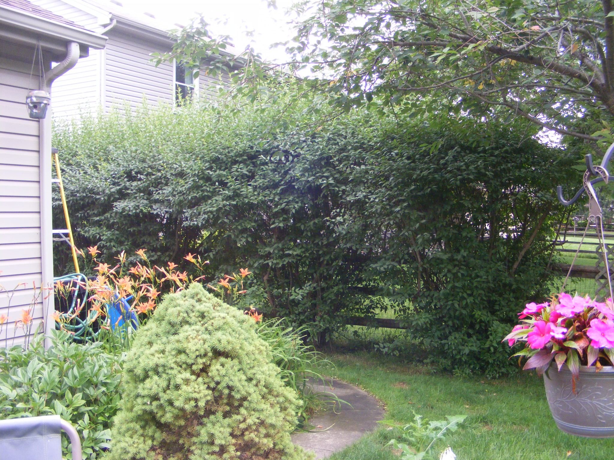 Cutting bushes in Toledo Ohio