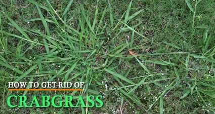 How to Get Rid of Crabgrass from your landscape